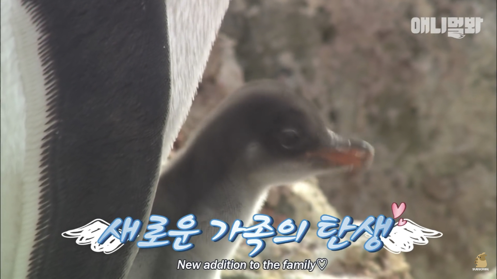서로 첫눈에 반하면 맞절하는 펭귄.jpgif | 인스티즈