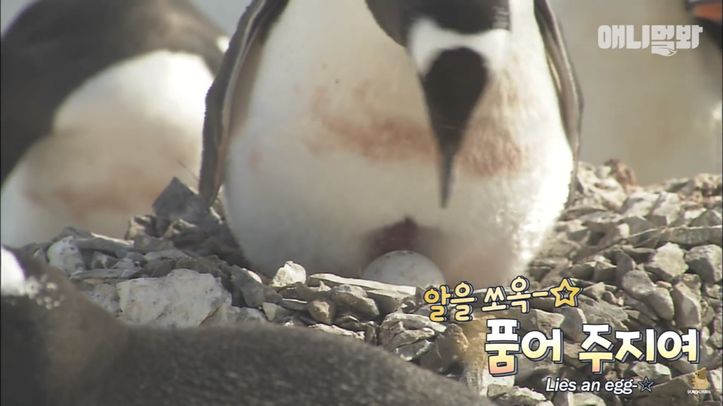 서로 첫눈에 반하면 맞절하는 펭귄.jpgif | 인스티즈