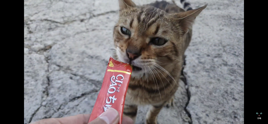 간식 먹기 전이랑 후가 너무 다른 고양이.. 냥성ㄷㄷㄷ | 인스티즈