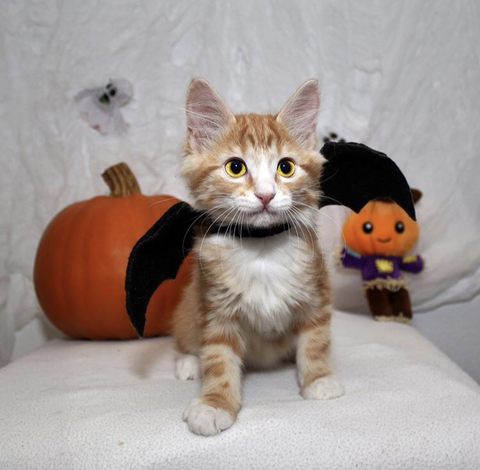 할로윈 코스튬 한 야옹이들 | 인스티즈