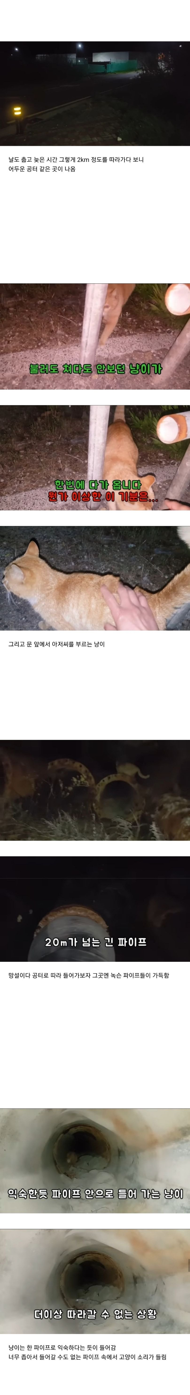 도움을 요청하는 길냥이를 2km나 따라간 고알못 아저씨.jpg | 인스티즈