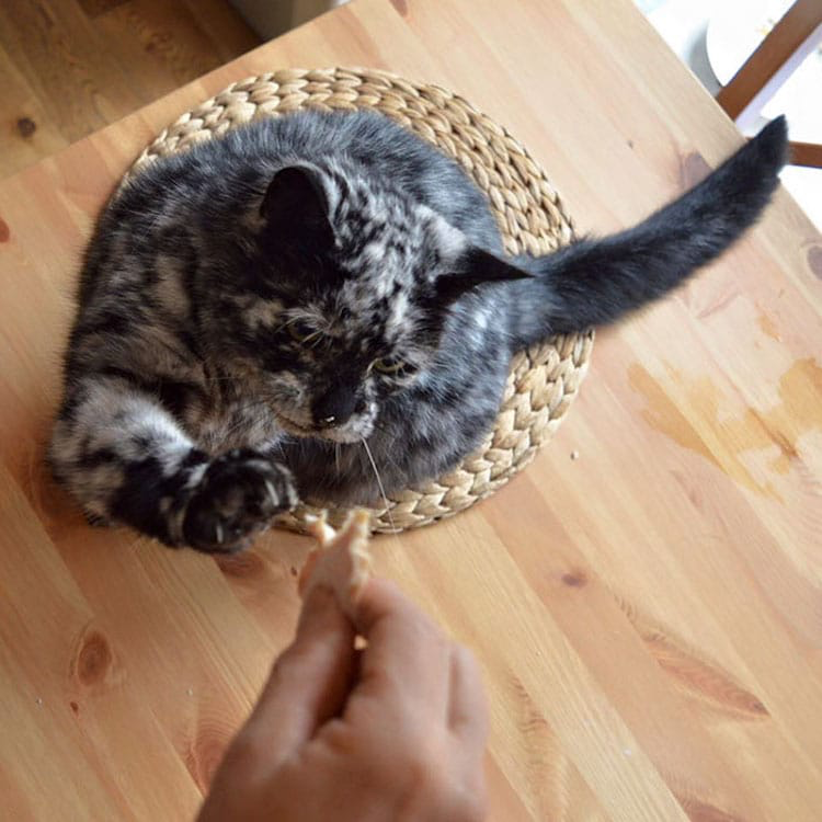 검은 털이었다가 얼룩덜룩해진 19살 고양이 | 인스티즈