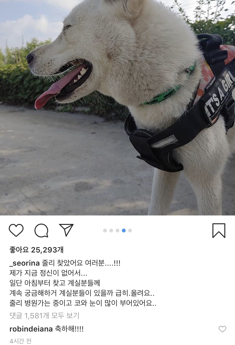 13일만에 잃어버린 반려견 다시 찾은 설인아.jpg | 인스티즈