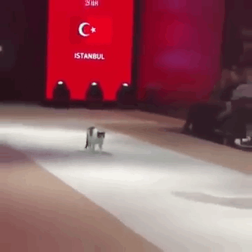 완벽한 캣워크를 보여준 런웨이 고양이.gif | 인스티즈