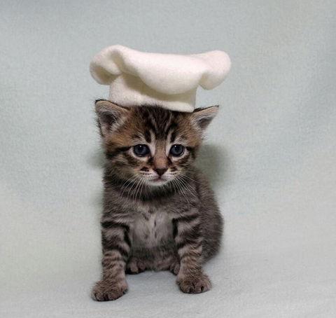 할로윈 코스튬 한 야옹이들 | 인스티즈