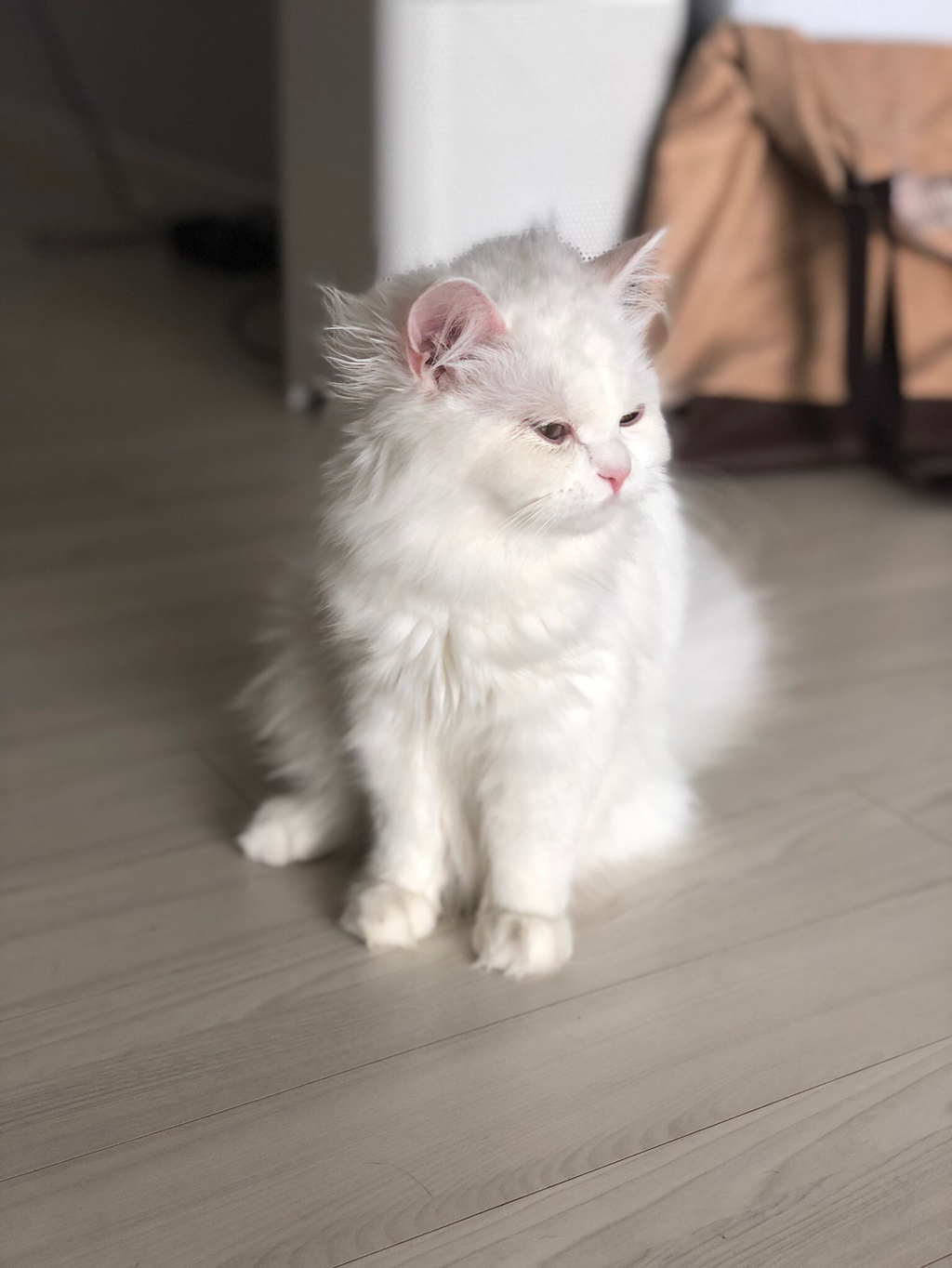 자다 일어난 고양이 | 인스티즈