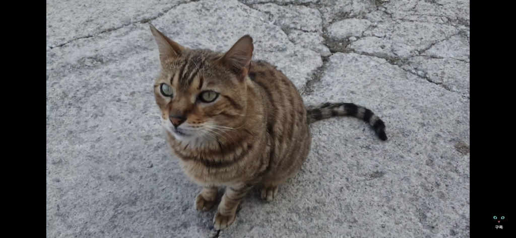 간식 먹기 전이랑 후가 너무 다른 고양이.. 냥성ㄷㄷㄷ | 인스티즈