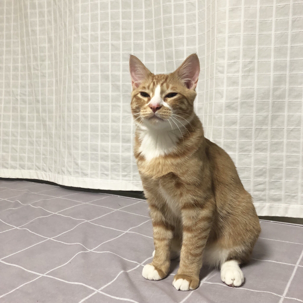 자다 일어난 고양이 | 인스티즈