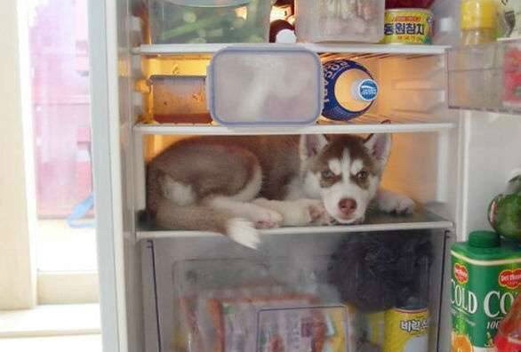 숨바꼭질 하는 댕댕이들.jpg | 인스티즈