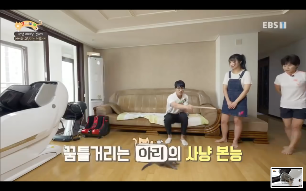 [고양이를부탁해] 고양이도 놀아줘야 할까? | 인스티즈