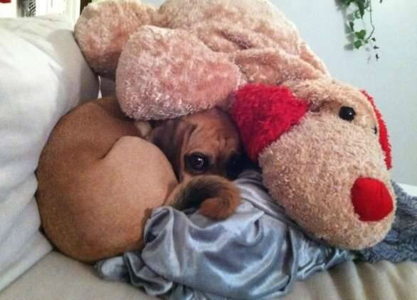 숨바꼭질 하는 댕댕이들.jpg | 인스티즈