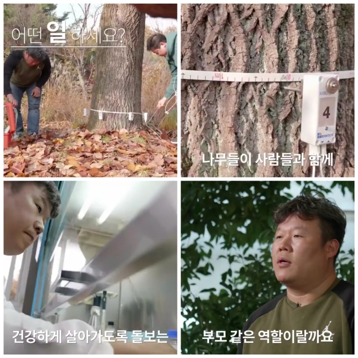 [어떤일하세요?] 나무의사 | 인스티즈
