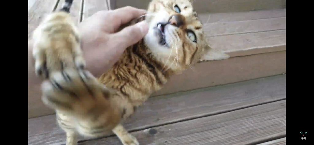 간식 먹기 전이랑 후가 너무 다른 고양이.. 냥성ㄷㄷㄷ | 인스티즈