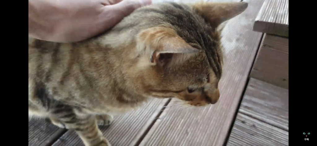 간식 먹기 전이랑 후가 너무 다른 고양이.. 냥성ㄷㄷㄷ | 인스티즈