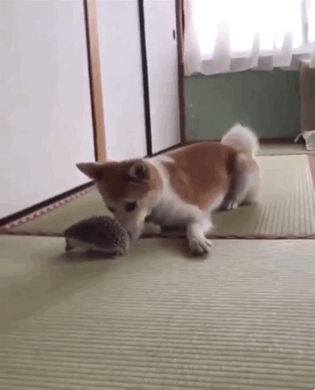 고형이 넘나 무서운 강형 | 인스티즈