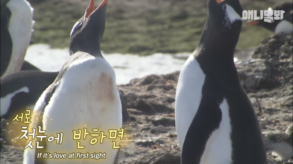 서로 첫눈에 반하면 맞절하는 펭귄.jpgif | 인스티즈