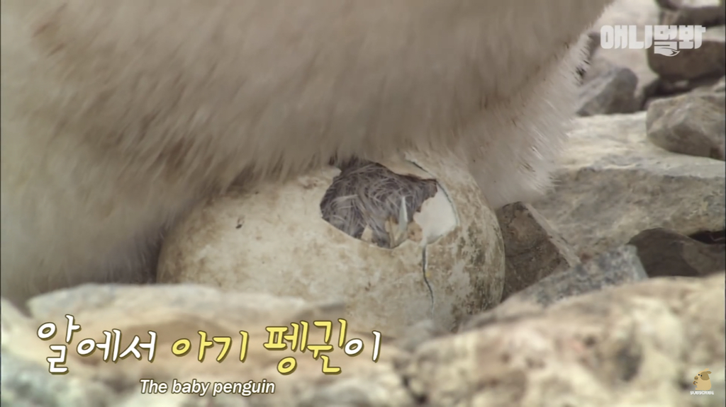서로 첫눈에 반하면 맞절하는 펭귄.jpgif | 인스티즈