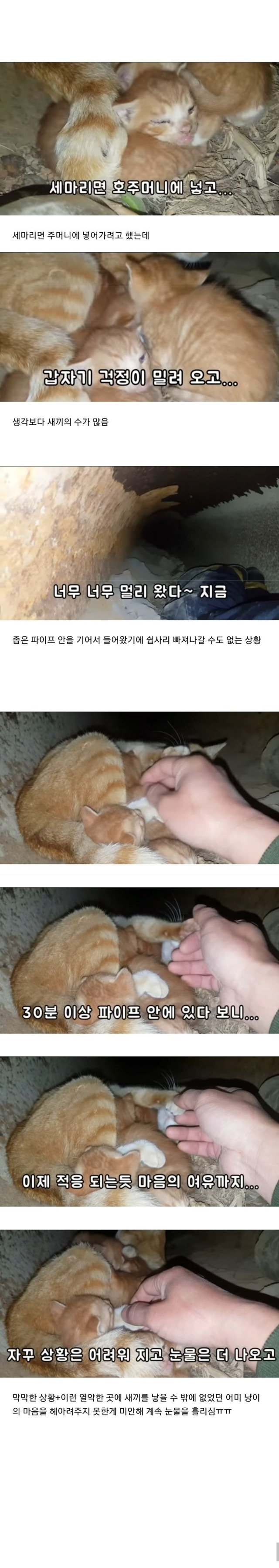 도움을 요청하는 길냥이를 2km나 따라간 고알못 아저씨.jpg | 인스티즈