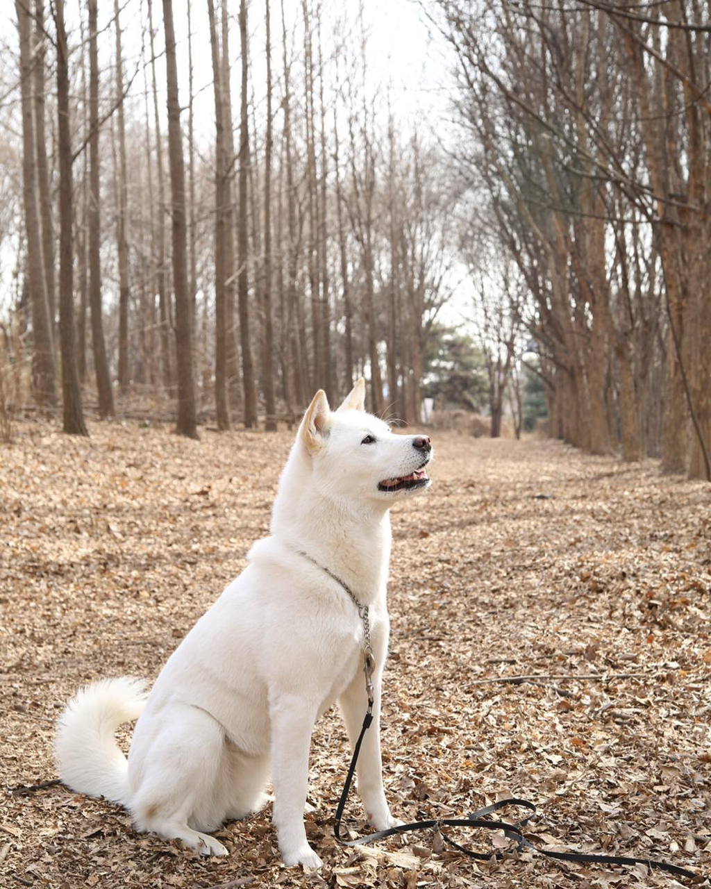 13일만에 잃어버린 반려견 다시 찾은 설인아.jpg | 인스티즈
