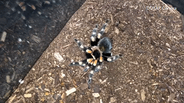 탈피하는 거미.gif (혐오주의) | 인스티즈