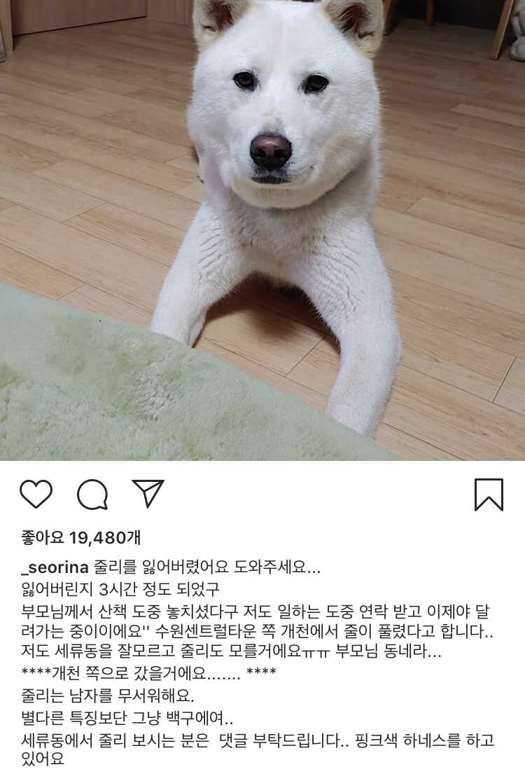 13일만에 잃어버린 반려견 다시 찾은 설인아.jpg | 인스티즈