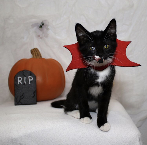 할로윈 코스튬 한 야옹이들 | 인스티즈