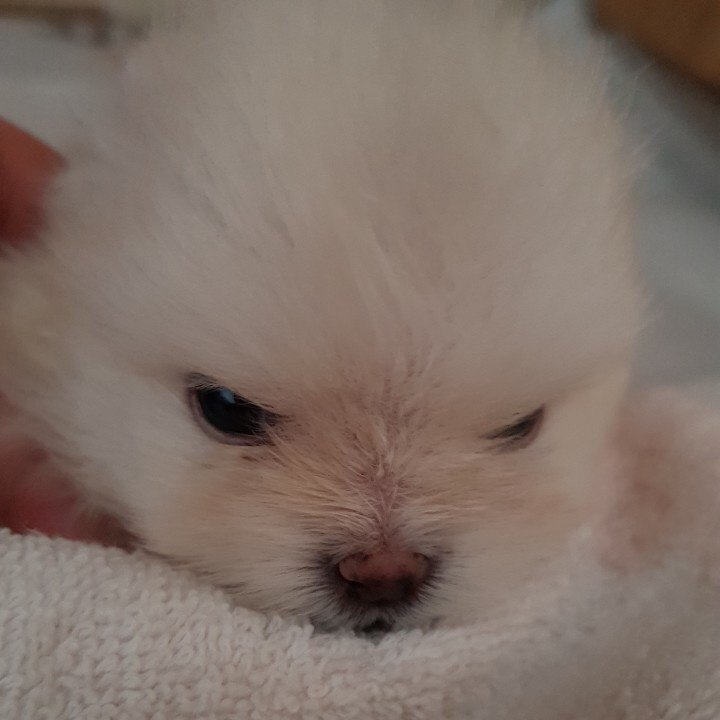 병원 갔다와서 삐친 강아지 | 인스티즈