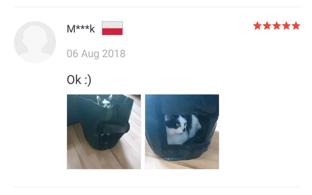 우리집 고양이도 보세요 | 인스티즈