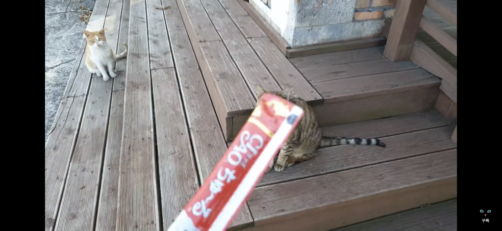 간식 먹기 전이랑 후가 너무 다른 고양이.. 냥성ㄷㄷㄷ | 인스티즈