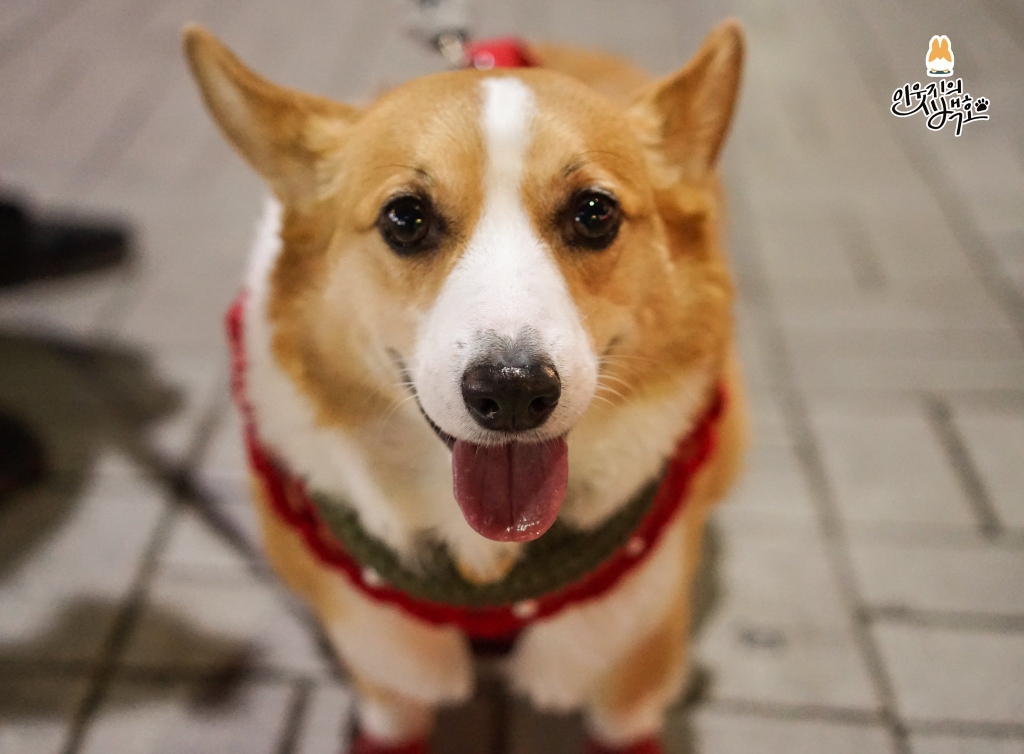 부산에서 팬미팅 한 강아지 | 인스티즈