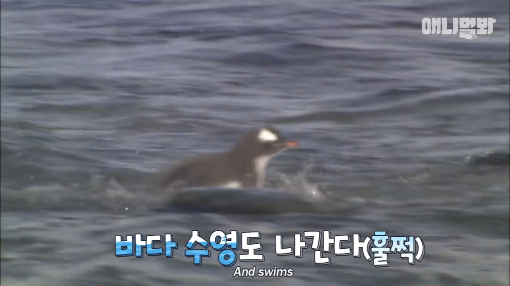서로 첫눈에 반하면 맞절하는 펭귄.jpgif | 인스티즈