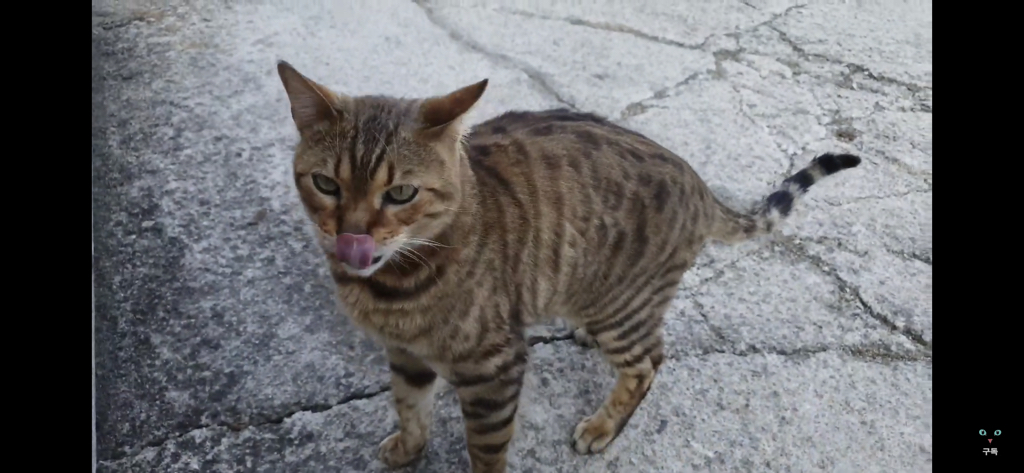간식 먹기 전이랑 후가 너무 다른 고양이.. 냥성ㄷㄷㄷ | 인스티즈