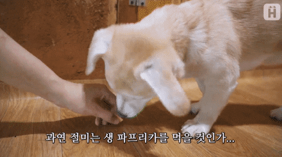 파프리카 거부하는 절미 | 인스티즈