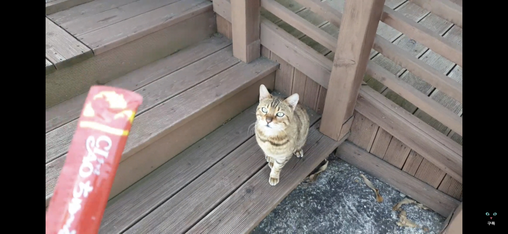 간식 먹기 전이랑 후가 너무 다른 고양이.. 냥성ㄷㄷㄷ | 인스티즈