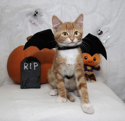 할로윈 코스튬 한 야옹이들 | 인스티즈