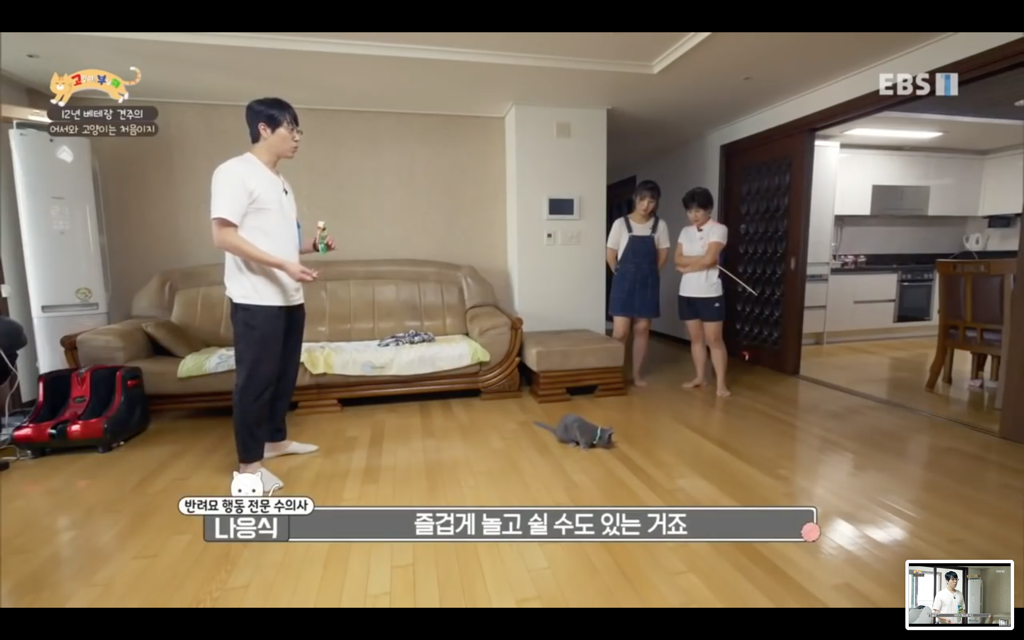 [고양이를부탁해] 고양이도 놀아줘야 할까? | 인스티즈