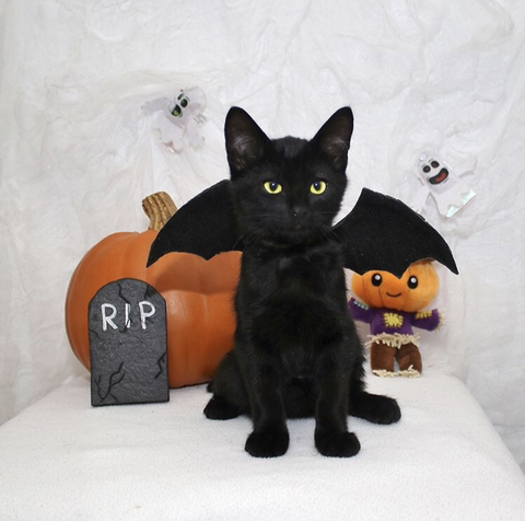 할로윈 코스튬 한 야옹이들 | 인스티즈