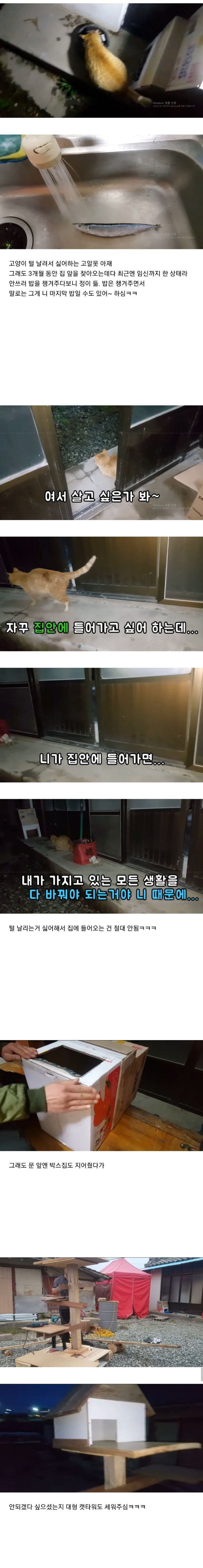 도움을 요청하는 길냥이를 2km나 따라간 고알못 아저씨.jpg | 인스티즈