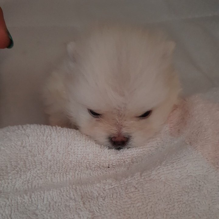병원 갔다와서 삐친 강아지 | 인스티즈