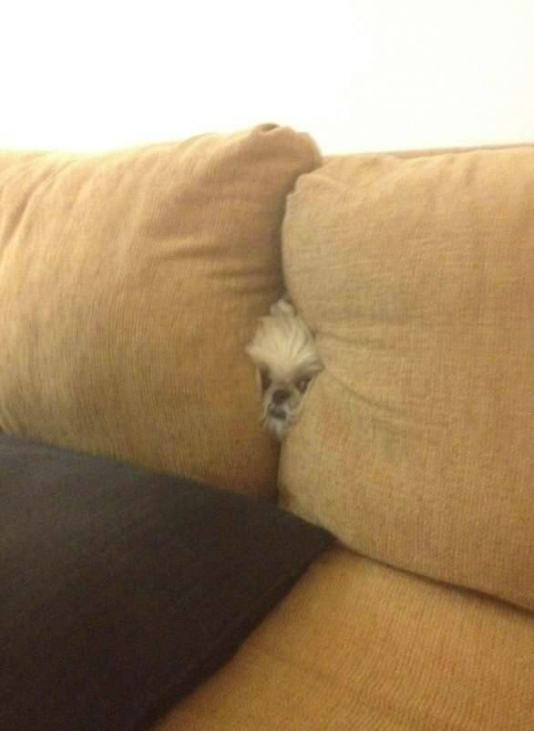 숨바꼭질 하는 댕댕이들.jpg | 인스티즈