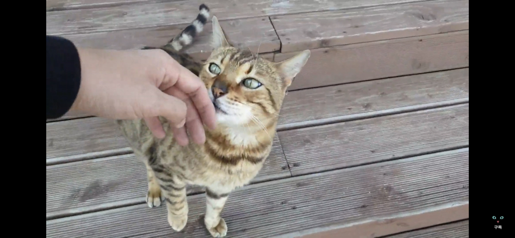간식 먹기 전이랑 후가 너무 다른 고양이.. 냥성ㄷㄷㄷ | 인스티즈