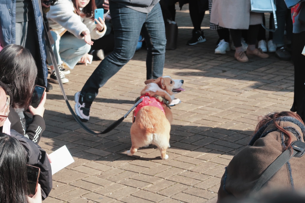 부산에서 팬미팅 한 강아지 | 인스티즈