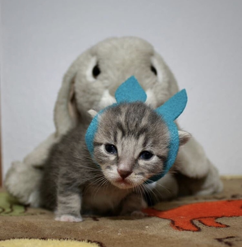 할로윈 코스튬 한 야옹이들 | 인스티즈