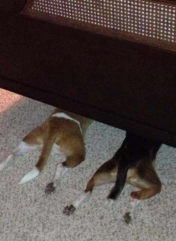 숨바꼭질 하는 댕댕이들.jpg | 인스티즈