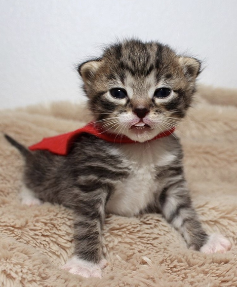 할로윈 코스튬 한 야옹이들 | 인스티즈