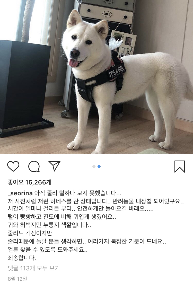 13일만에 잃어버린 반려견 다시 찾은 설인아.jpg | 인스티즈