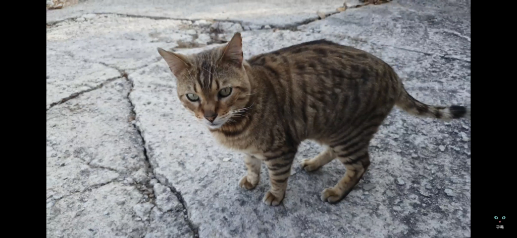 간식 먹기 전이랑 후가 너무 다른 고양이.. 냥성ㄷㄷㄷ | 인스티즈