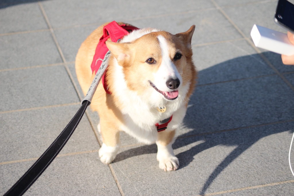 부산에서 팬미팅 한 강아지 | 인스티즈