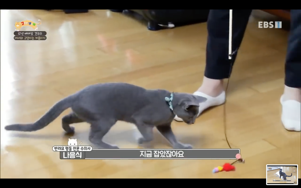 [고양이를부탁해] 고양이도 놀아줘야 할까? | 인스티즈