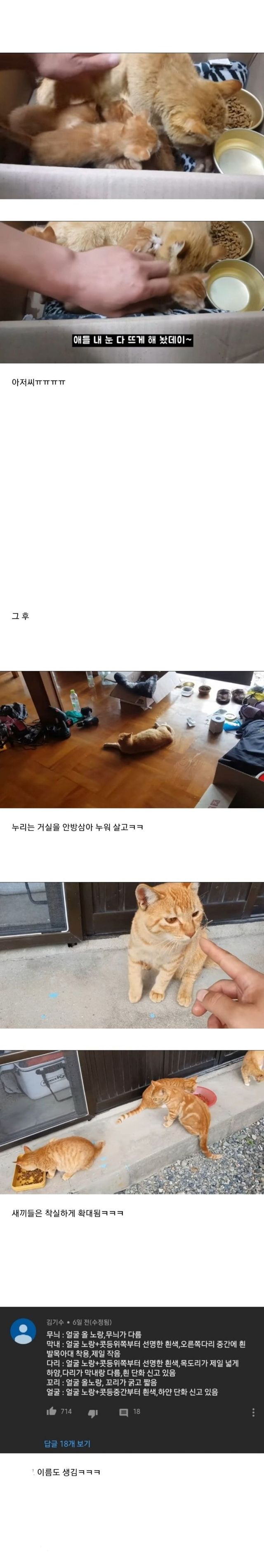 도움을 요청하는 길냥이를 2km나 따라간 고알못 아저씨.jpg | 인스티즈